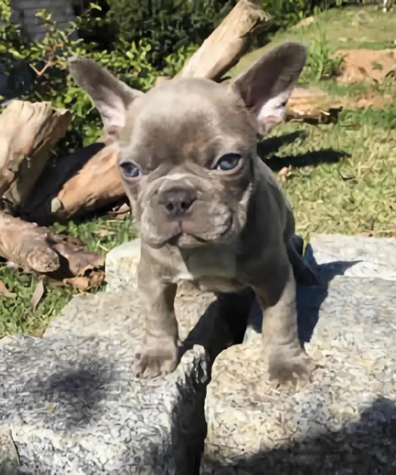 Bulldog Francés Lilac | I Migliori Amici