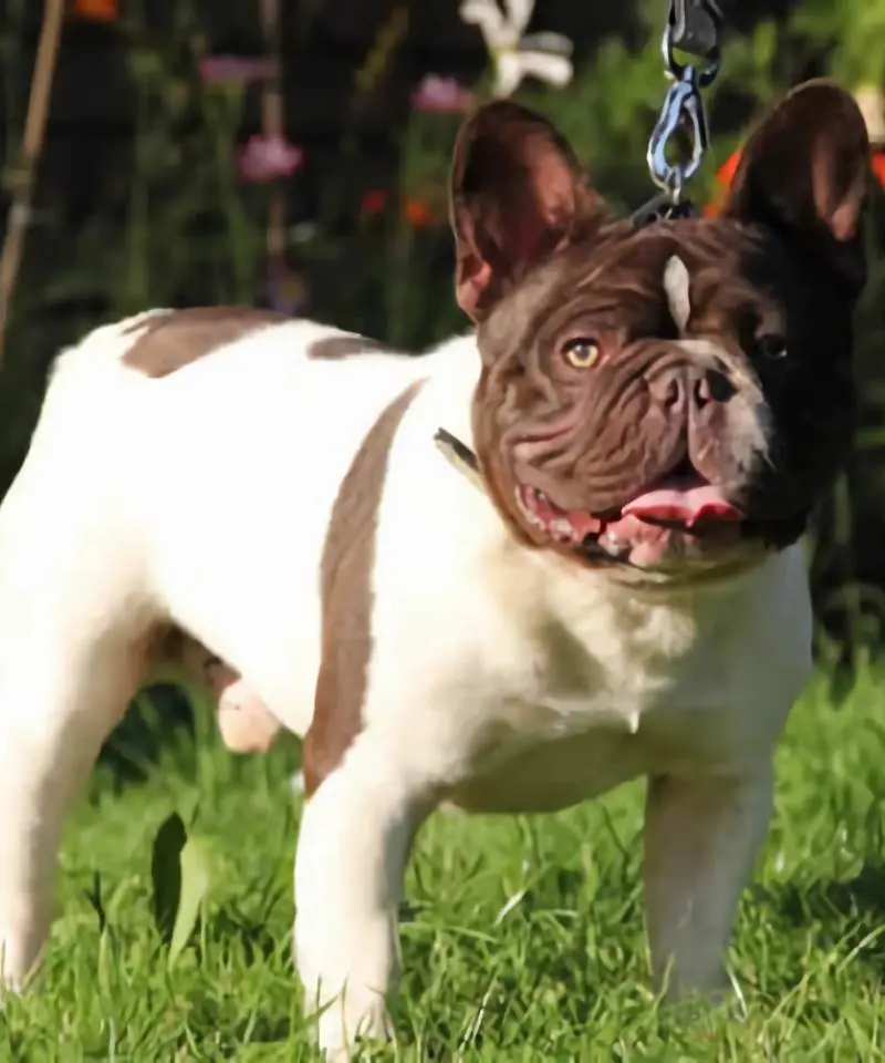 Bulldog Francés Chocolate Pied | I Migliori Amici