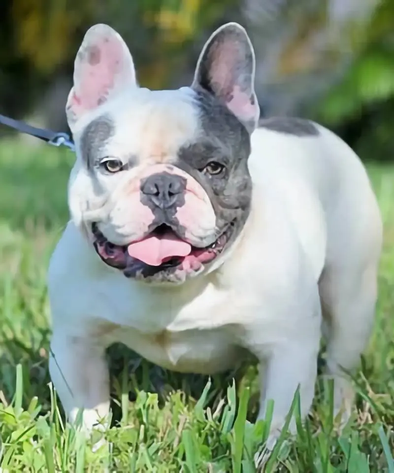 Bulldog Francés Blue Pied | I Migliori Amici