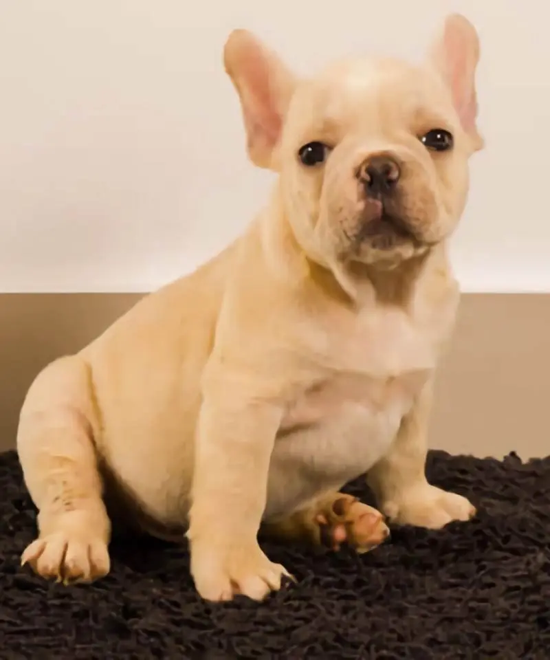 Bulldog Francés Crema | I Migliori Amici