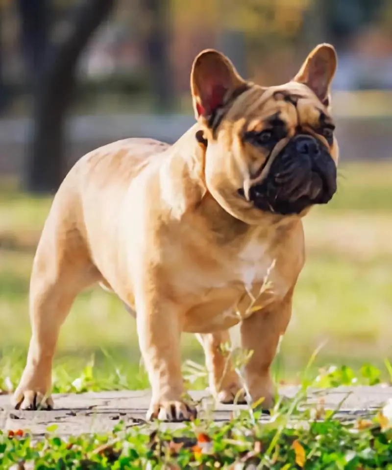 Bulldog Francés Fawn | I Migliori Amici