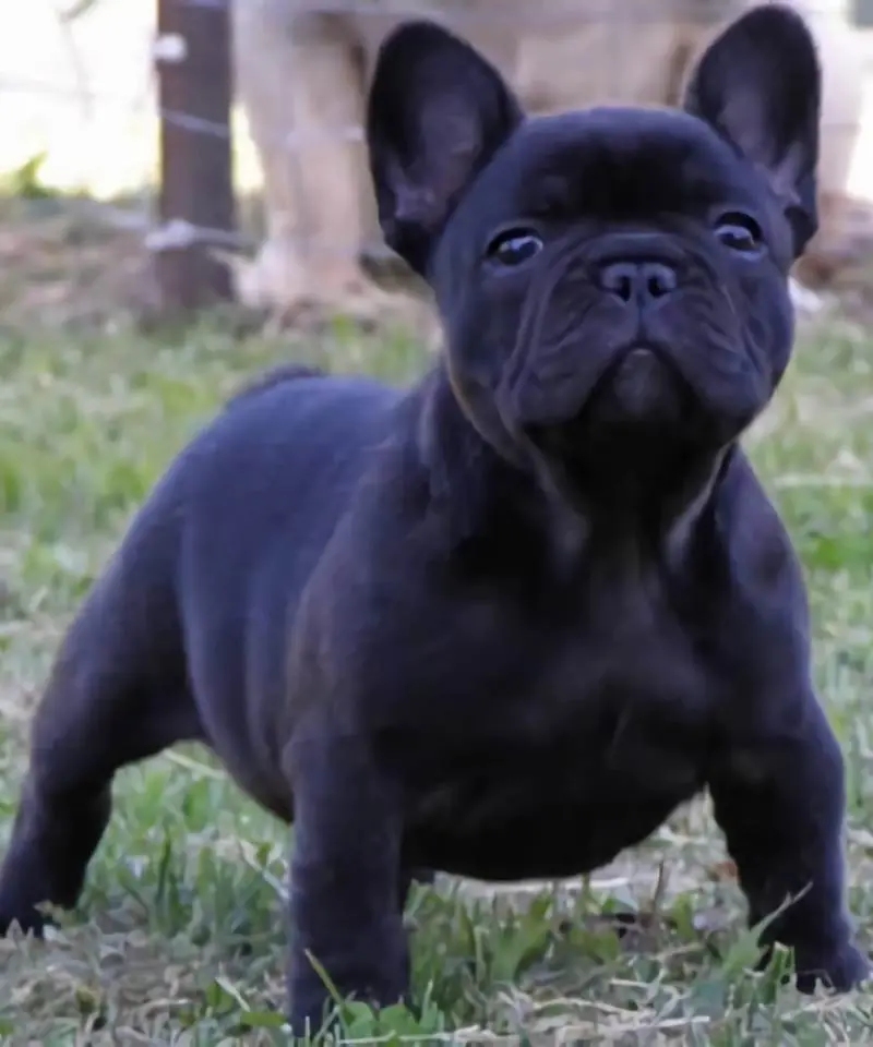 Bulldog Francés Negro | I Migliori Amici