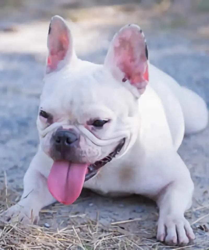 Bulldog Francés Blanco | I Migliori Amici