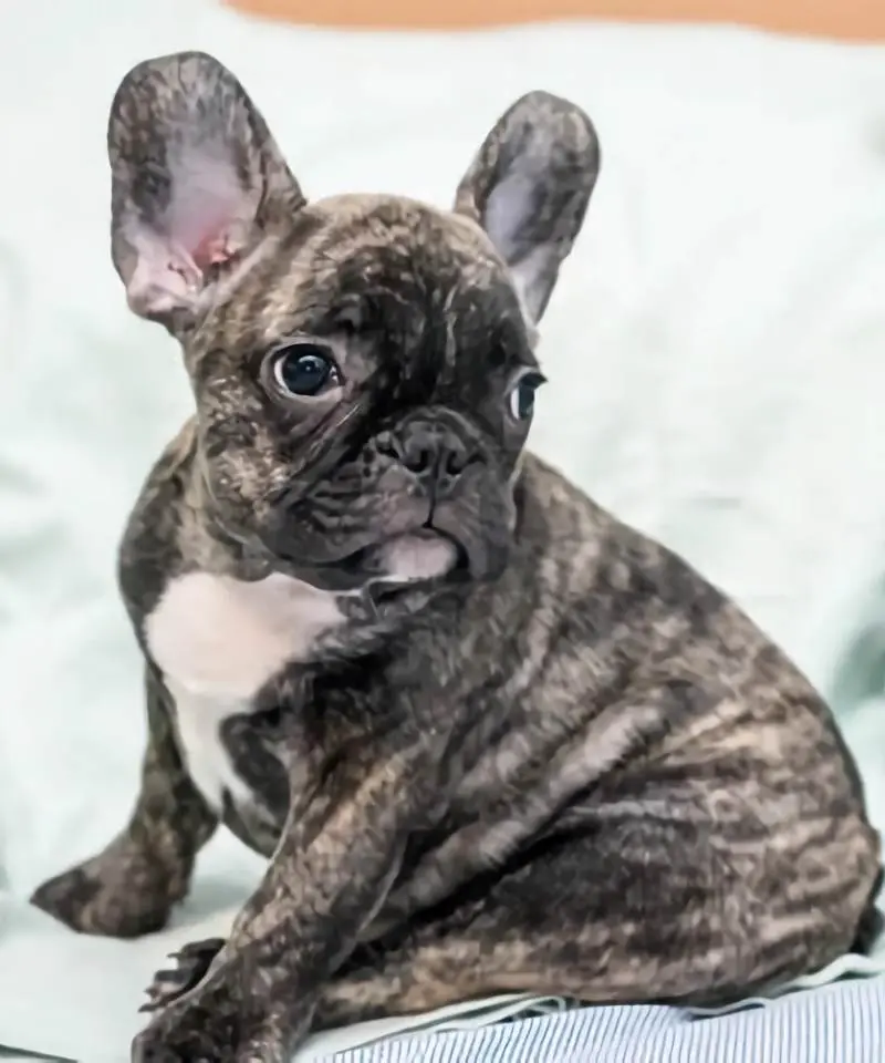 Bulldog Francés Brindle | I Migliori Amici
