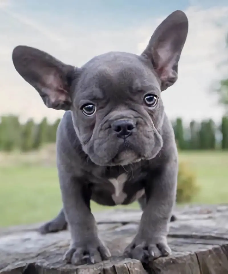Bulldog Francés Blue | I Migliori Amici