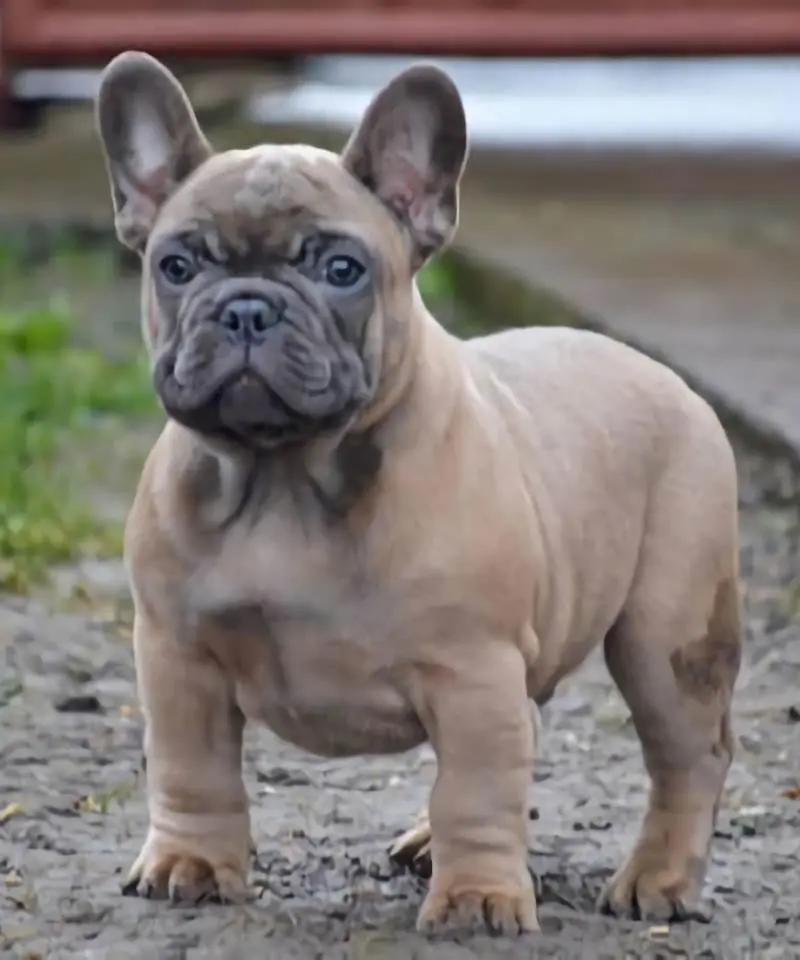 Bulldog Francés Blue Fawn | I Migliori Amici