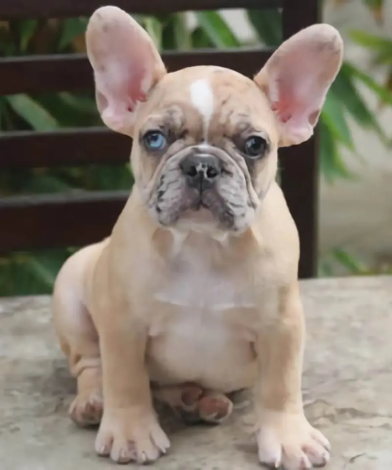 Bulldog Francés Fawn Merle | I Migliori Amici