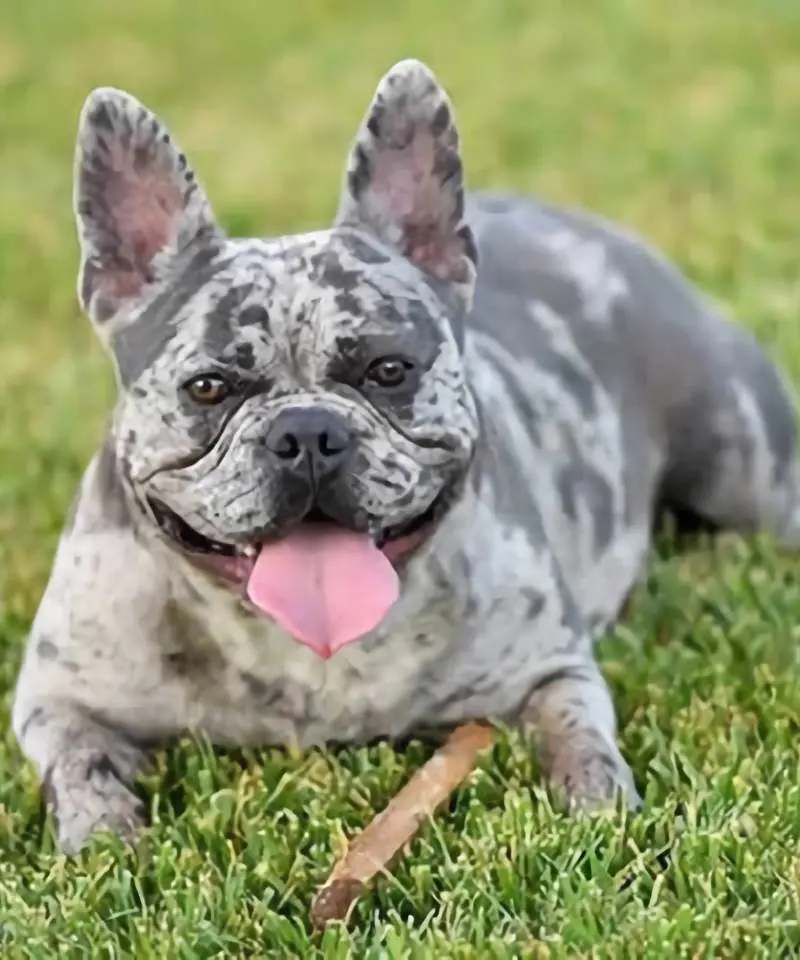 Los 15 colores del Bulldog Francés: guía completa | I Migliori Amici