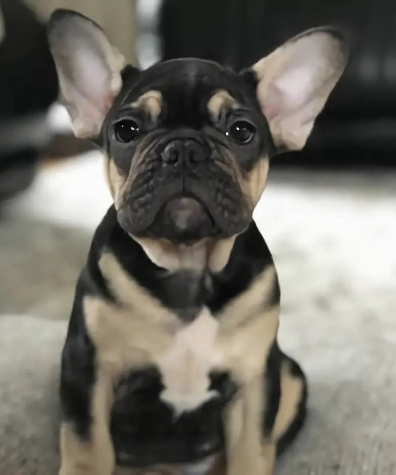 Bulldog Francés Black and Tan | I Migliori Amici