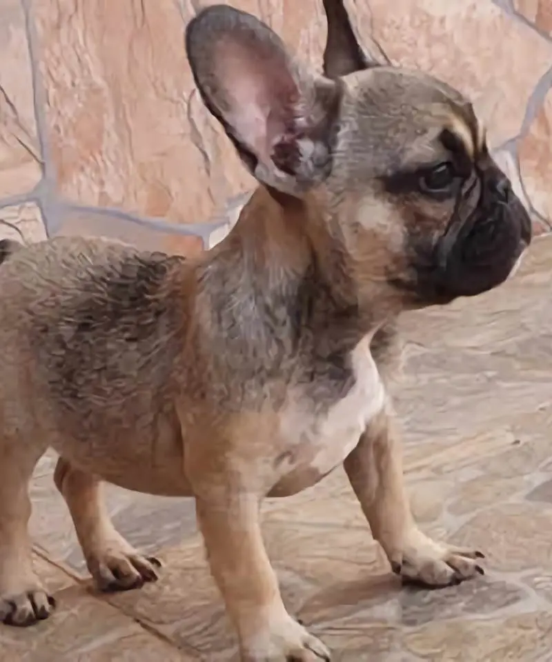 Bulldog Francés Sable | I Migliori Amici