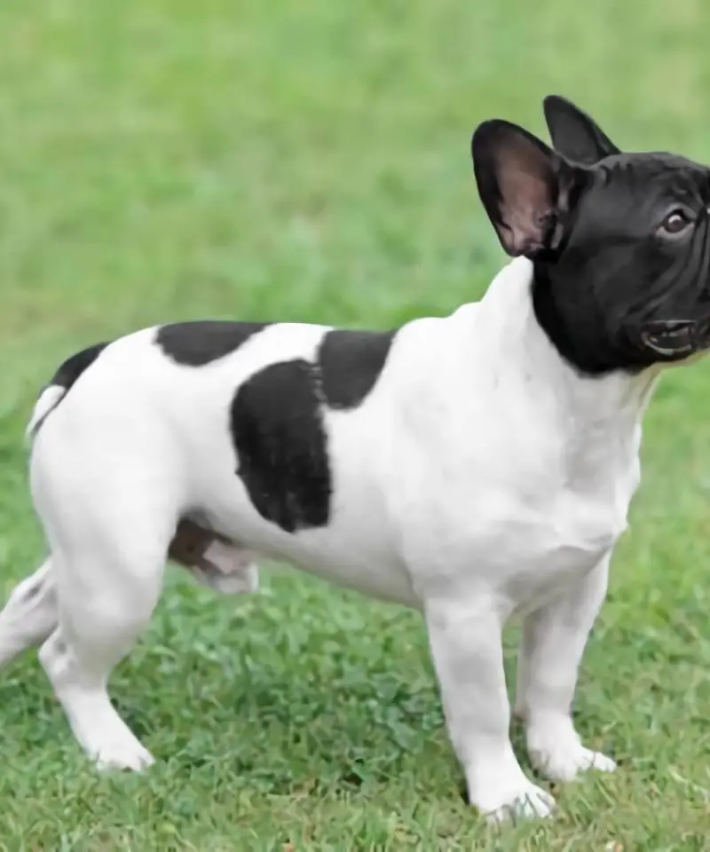 Bulldog Francés Pied (Vaquita) | I Migliori Amici