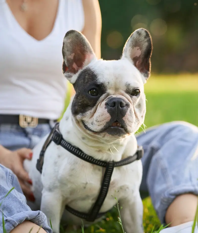 Cómo adoptar un Bulldog Francés paso a paso | I Migliori Amici