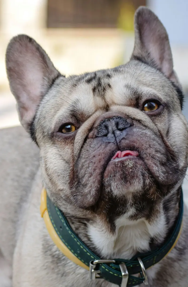 Bulldog Francés: origen e historia de una raza única | I Migliori Amici