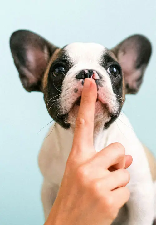 Las primeras semanas del cachorro en casa: cuidados básicos | I Migliori Amici