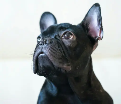 Por qué elegir un criadero con pedigree del Kennel Club Argentino | I Migliori Amici