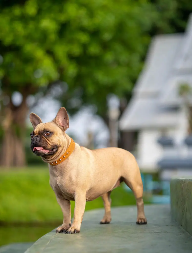 Cómo es el carácter del Bulldog Francés y por qué se adapta tan bien a la familia | I Migliori Amici