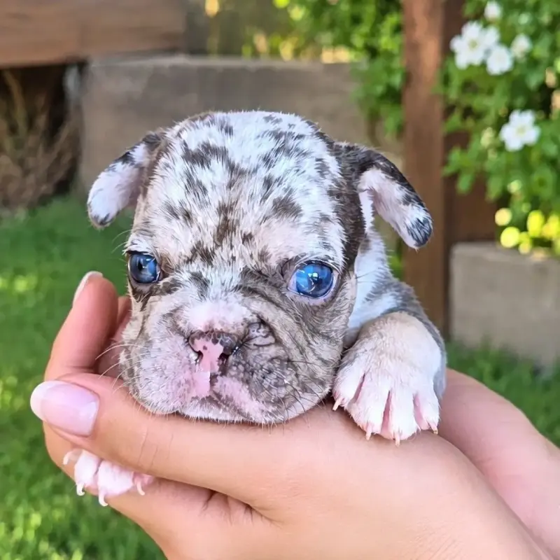 Bulldog Francés Machito Blue Merle Big Rope