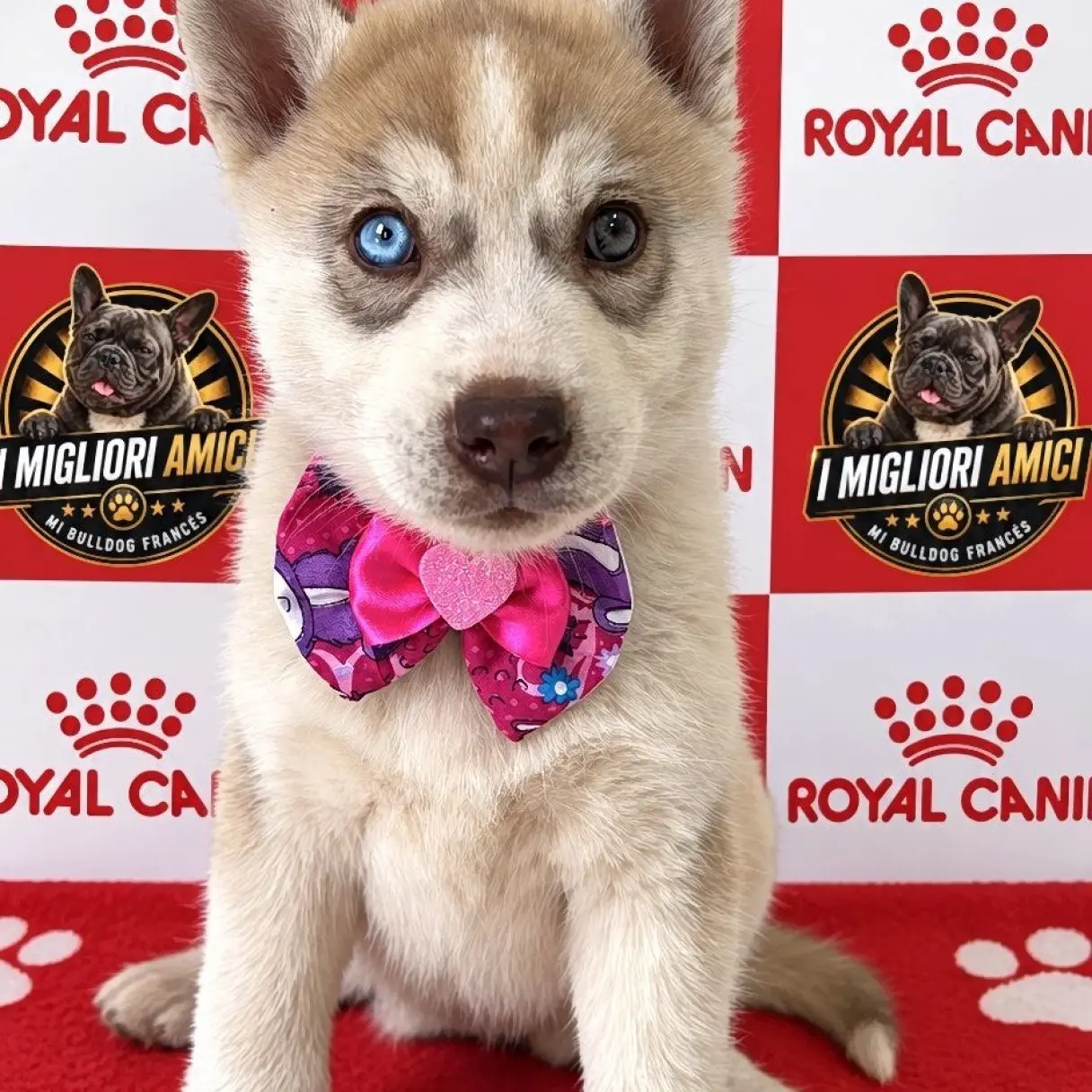 Husky Hembrita | I Migliori Amici