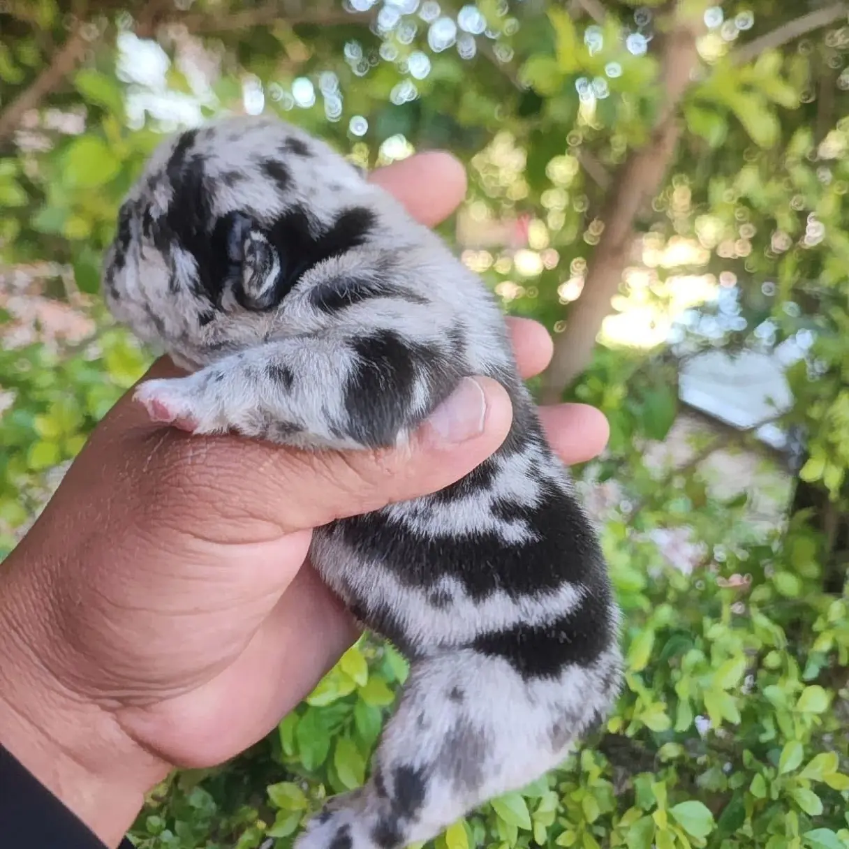 Bulldog Francés Hembritas Black Merle y Blue Merle | I Migliori Amici