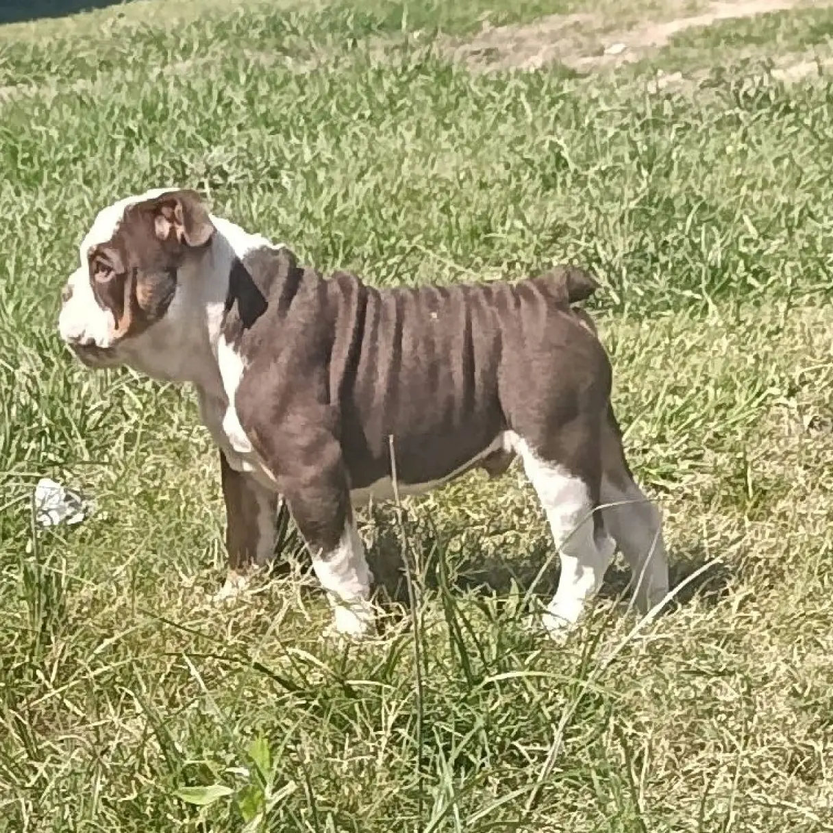 Bulldog Inglés Machito | I Migliori Amici