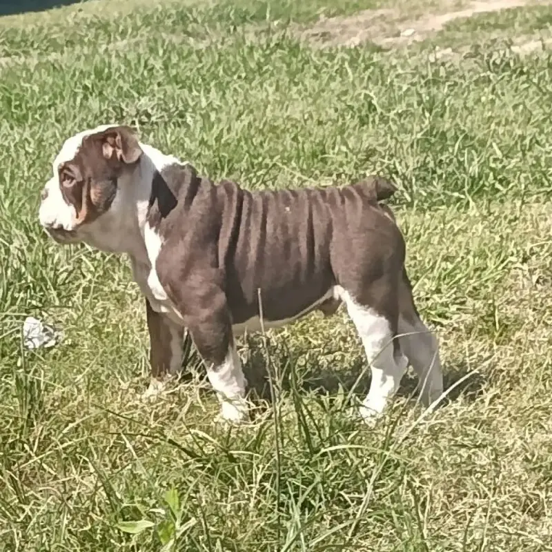 Bulldog Inglés Machito
