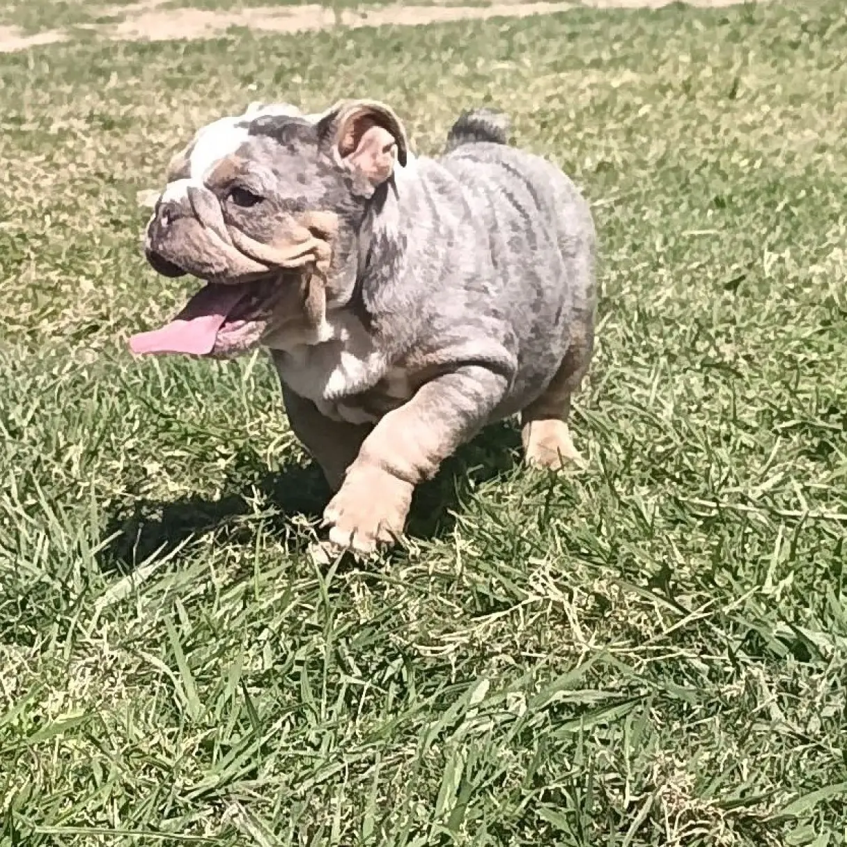 Bulldog Inglés Machito Blue Merle | I Migliori Amici