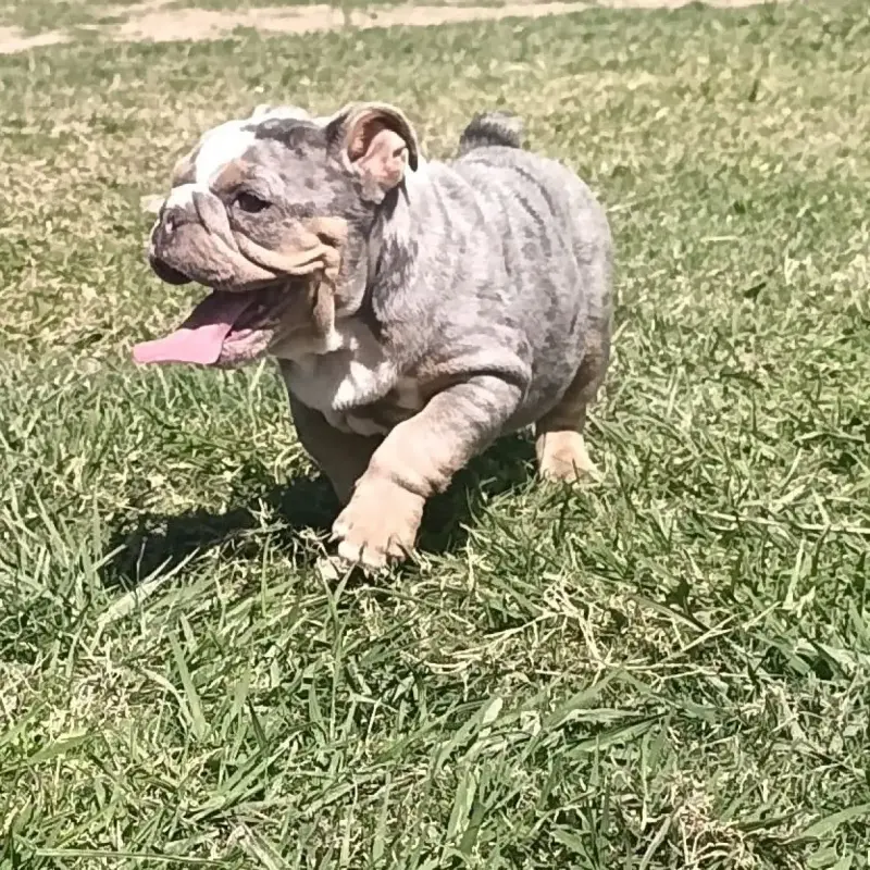 Bulldog Inglés Machito Blue Merle