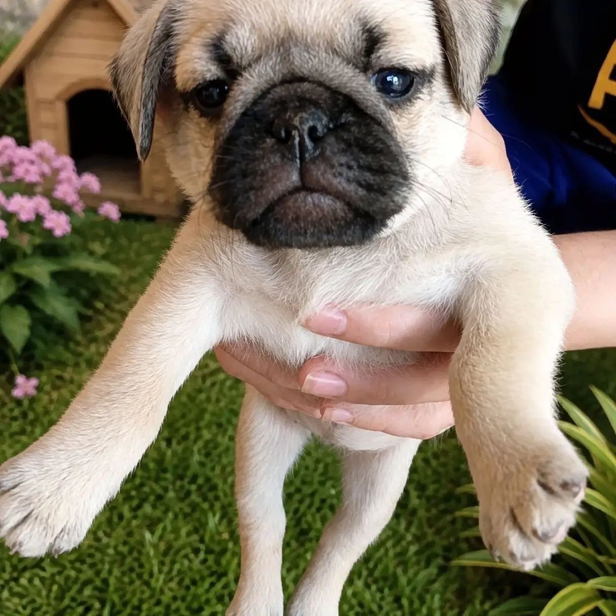 Pug Carlino Machito y Hembrita | I Migliori Amici
