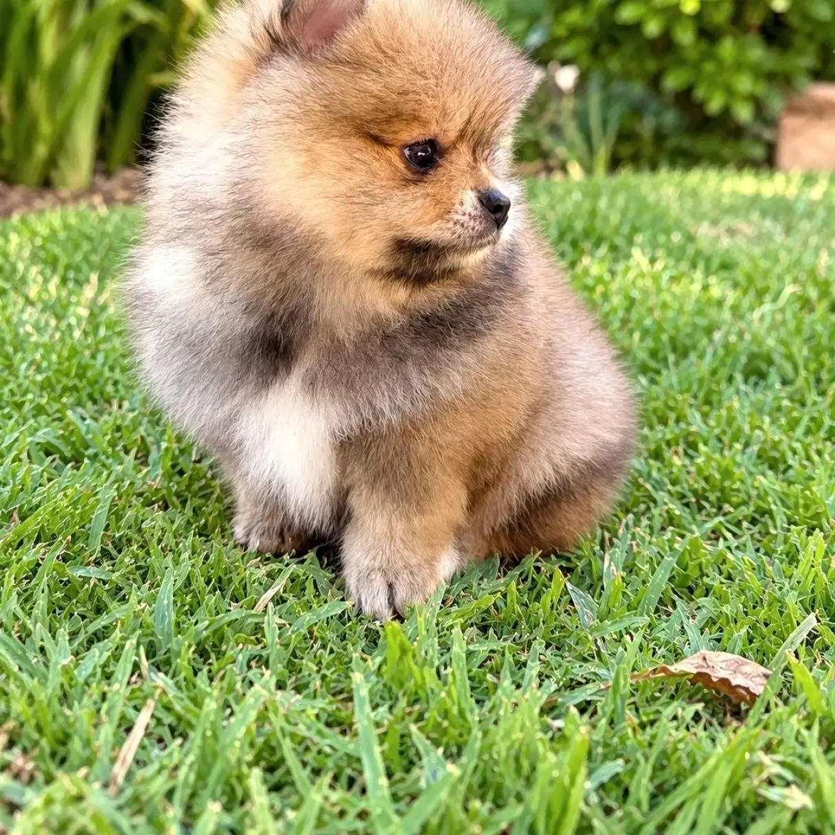 Pomerania Machito | I Migliori Amici