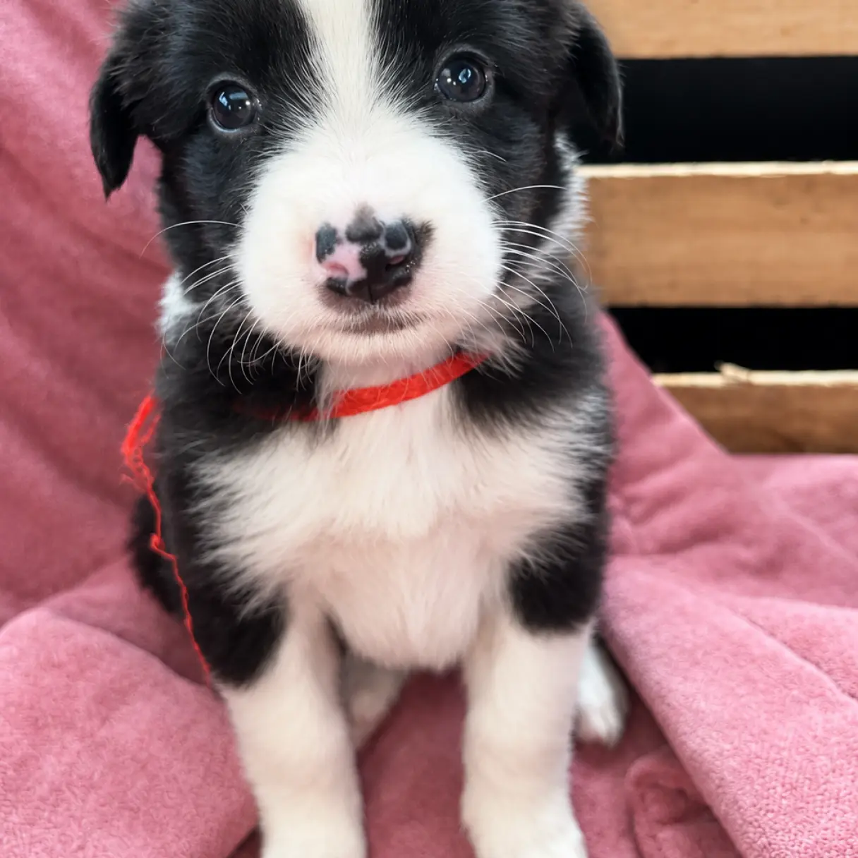 Border Collie Hembra | I Migliori Amici